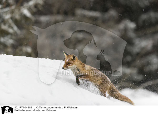 Rotfuchs rennt durch den Schnee / red fox runs through the snow / PW-04483