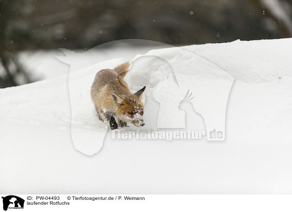 laufender Rotfuchs / walking red fox / PW-04493
