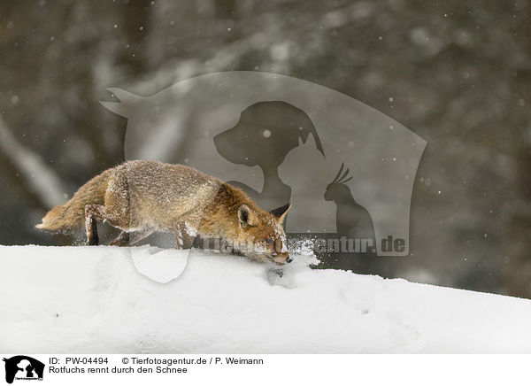 Rotfuchs rennt durch den Schnee / red fox runs through the snow / PW-04494