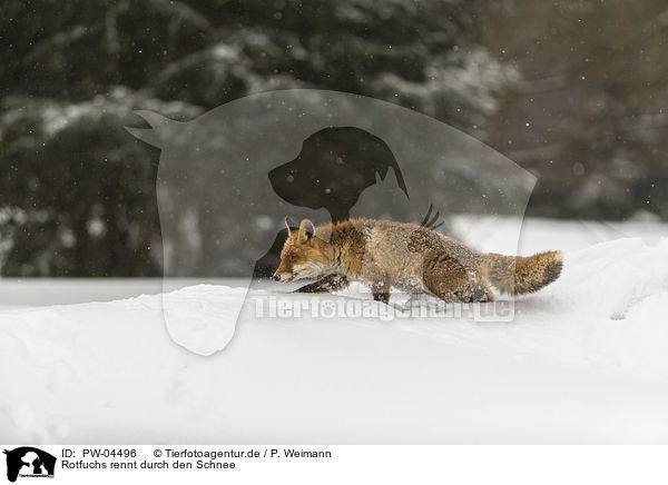 Rotfuchs rennt durch den Schnee / red fox runs through the snow / PW-04496