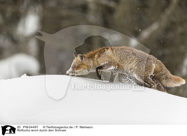 Rotfuchs rennt durch den Schnee / red fox runs through the snow / PW-04497