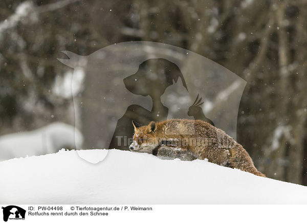 Rotfuchs rennt durch den Schnee / red fox runs through the snow / PW-04498