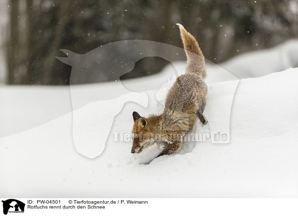 Rotfuchs rennt durch den Schnee / red fox runs through the snow / PW-04501