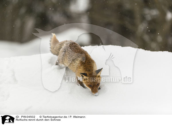 Rotfuchs rennt durch den Schnee / red fox runs through the snow / PW-04502