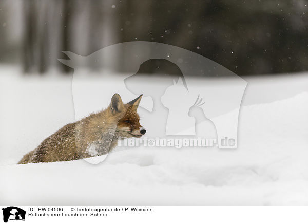 Rotfuchs rennt durch den Schnee / red fox runs through the snow / PW-04506