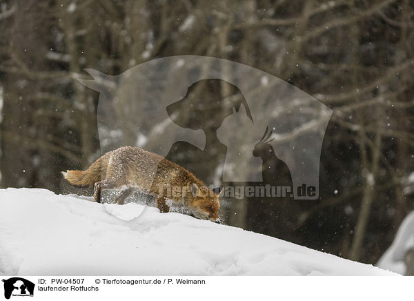 laufender Rotfuchs / walking red fox / PW-04507