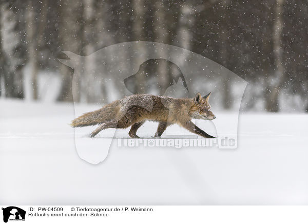 Rotfuchs rennt durch den Schnee / red fox runs through the snow / PW-04509