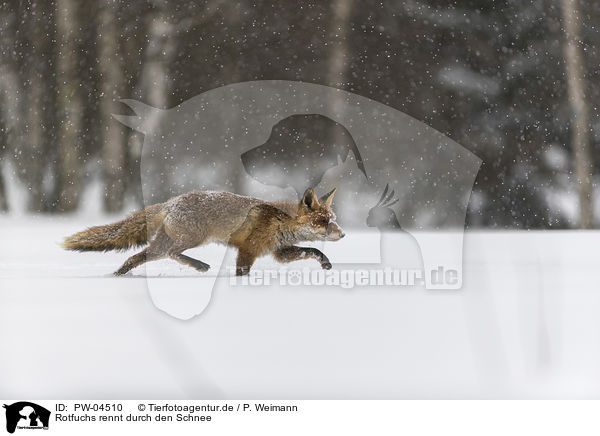 Rotfuchs rennt durch den Schnee / red fox runs through the snow / PW-04510