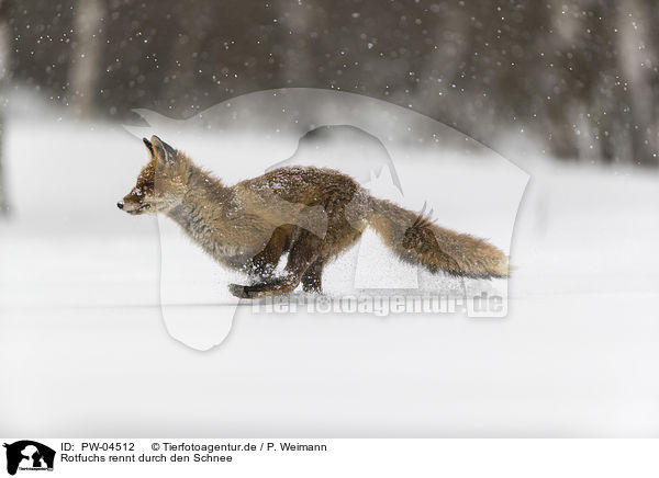 Rotfuchs rennt durch den Schnee / red fox runs through the snow / PW-04512