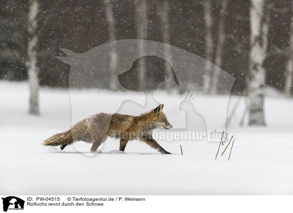 Rotfuchs rennt durch den Schnee / red fox runs through the snow / PW-04515