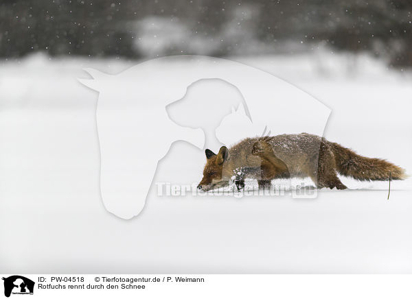 Rotfuchs rennt durch den Schnee / red fox runs through the snow / PW-04518