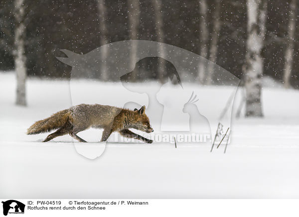 Rotfuchs rennt durch den Schnee / red fox runs through the snow / PW-04519