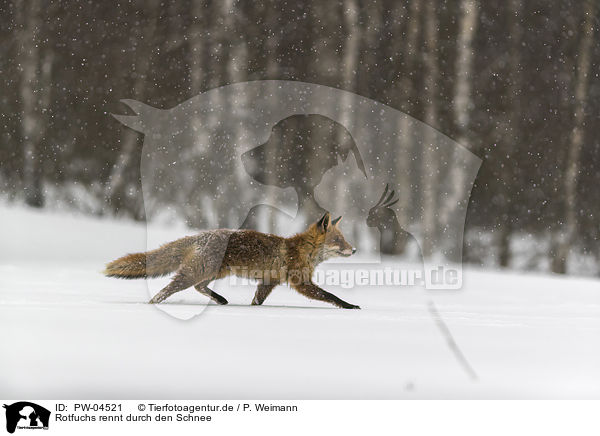 Rotfuchs rennt durch den Schnee / red fox runs through the snow / PW-04521