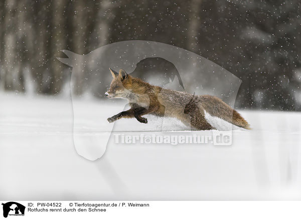 Rotfuchs rennt durch den Schnee / red fox runs through the snow / PW-04522