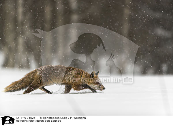 Rotfuchs rennt durch den Schnee / red fox runs through the snow / PW-04526