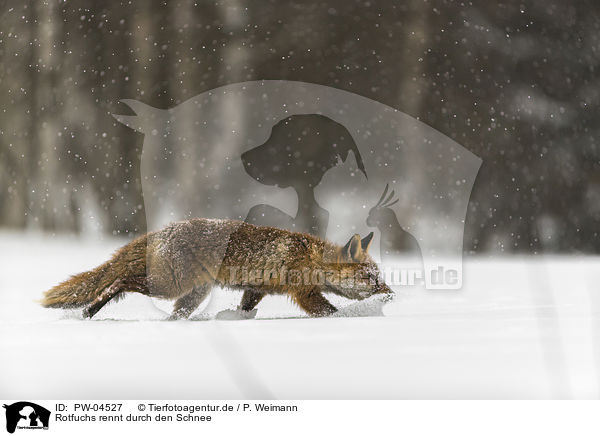 Rotfuchs rennt durch den Schnee / red fox runs through the snow / PW-04527