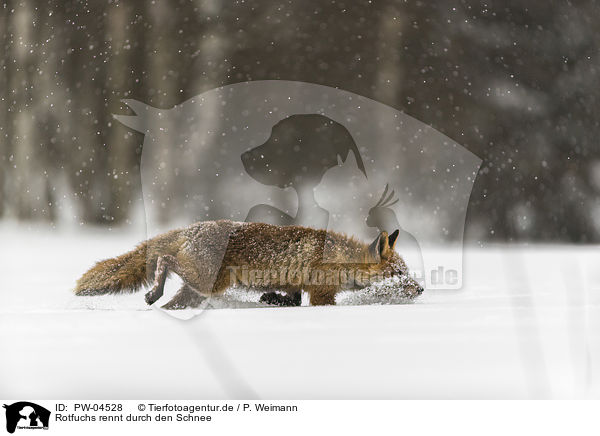 Rotfuchs rennt durch den Schnee / red fox runs through the snow / PW-04528