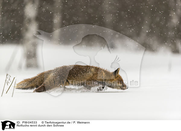 Rotfuchs rennt durch den Schnee / red fox runs through the snow / PW-04533