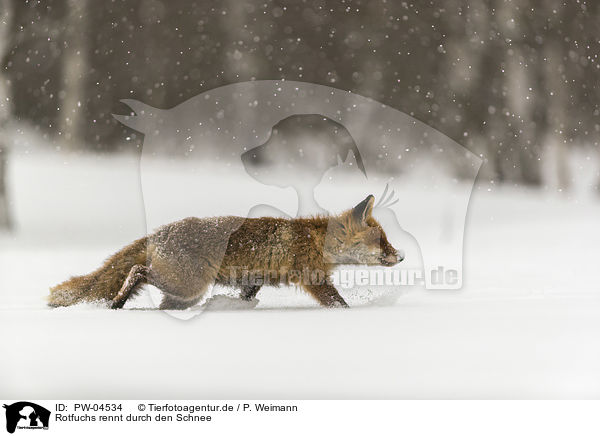 Rotfuchs rennt durch den Schnee / red fox runs through the snow / PW-04534