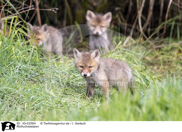 Rotfuchswelpen / Red Fox Puppies / IG-02564