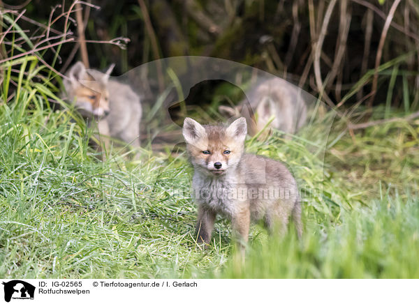 Rotfuchswelpen / Red Fox Puppies / IG-02565