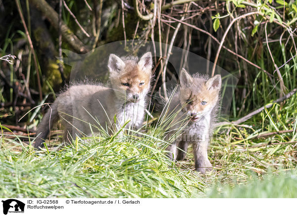 Rotfuchswelpen / Red Fox Puppies / IG-02568