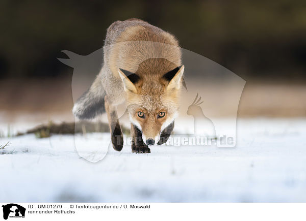 rennender Rotfuchs / running Red Fox / UM-01279