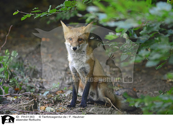 sitzender Rotfuchs / sitting Red Fox / FH-01363