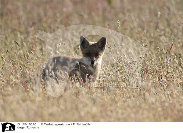 junger Rotfuchs / Red Fox Cup / FF-10010