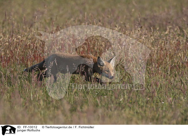 junger Rotfuchs / Red Fox Cup / FF-10012