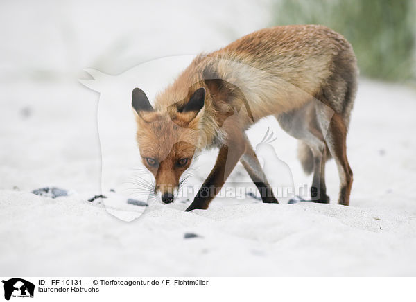 laufender Rotfuchs / walking Red Fox / FF-10131