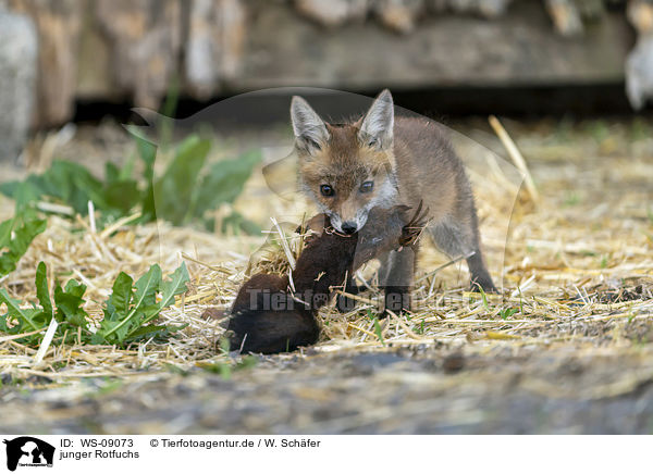 junger Rotfuchs / young red fox / WS-09073