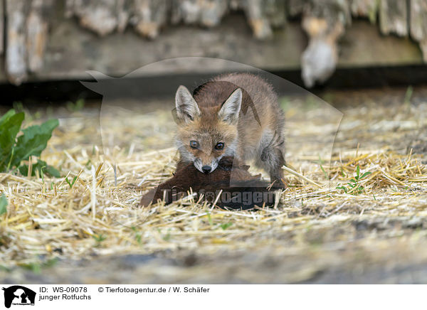 junger Rotfuchs / young red fox / WS-09078