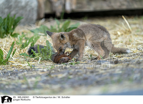 junger Rotfuchs / young red fox / WS-09081