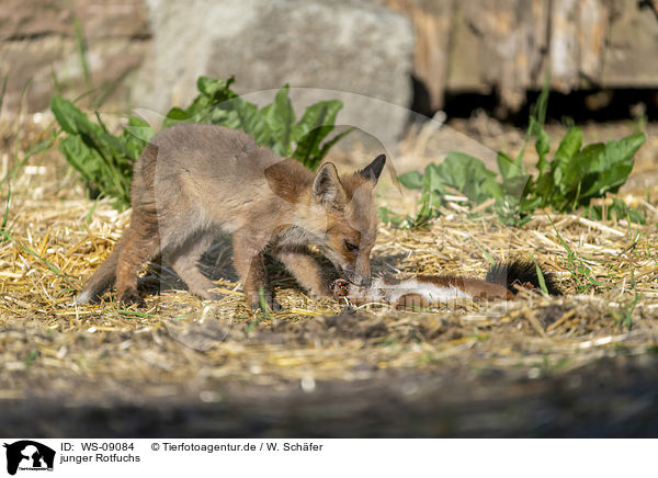 junger Rotfuchs / young red fox / WS-09084