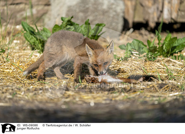 junger Rotfuchs / young red fox / WS-09086