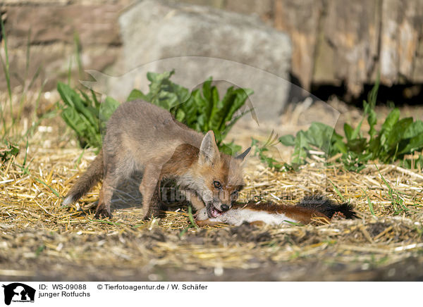 junger Rotfuchs / young red fox / WS-09088