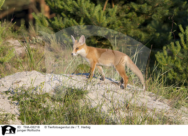junger Rotfuchs / young Red Fox / THA-08218