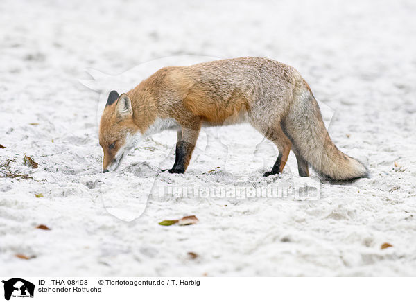 stehender Rotfuchs / standing Red Fox / THA-08498