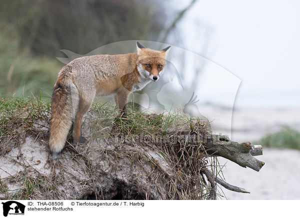 stehender Rotfuchs / standing Red Fox / THA-08506