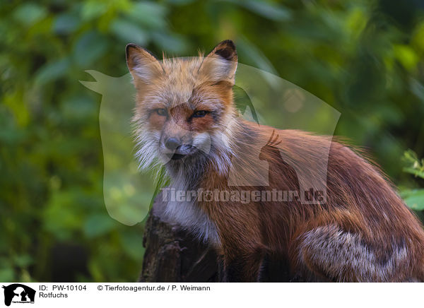 Rotfuchs / red fox / PW-10104