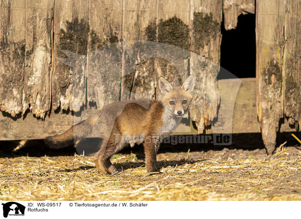 Rotfuchs / red fox / WS-09517