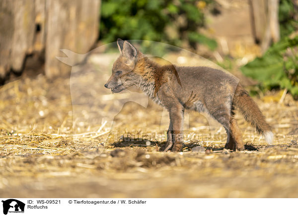 Rotfuchs / red fox / WS-09521