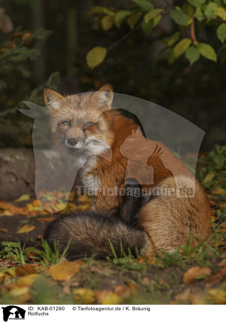 Rotfuchs / red fox / KAB-01280