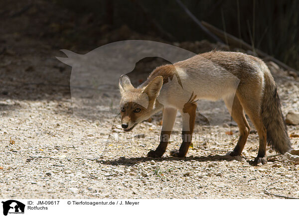 Rotfuchs / red fox / JM-09617