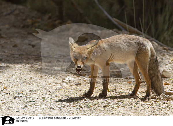 Rotfuchs / red fox / JM-09618