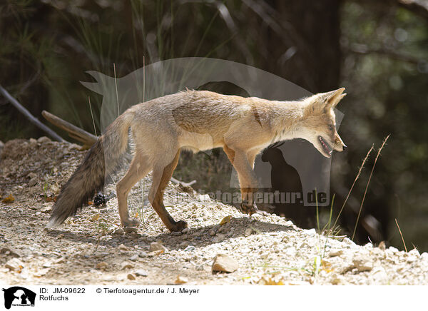 Rotfuchs / red fox / JM-09622