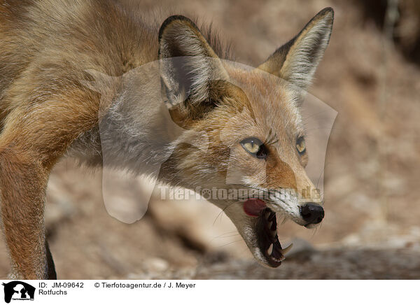 Rotfuchs / red fox / JM-09642