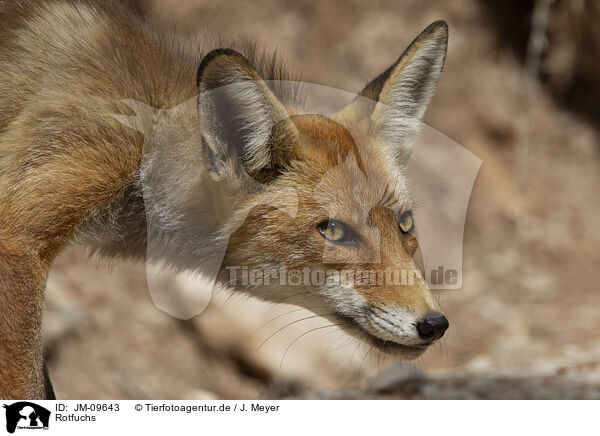 Rotfuchs / red fox / JM-09643