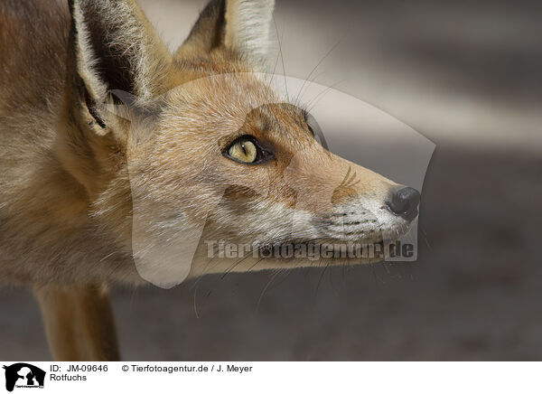 Rotfuchs / red fox / JM-09646